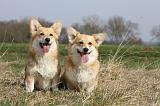 CORGI PEMBROKE 807